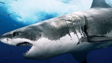 Создано приложение для смартфонов, способное защитить от акул