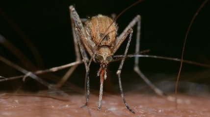 Комары многим мешают наслаждаться летом