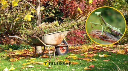 Осенний сад