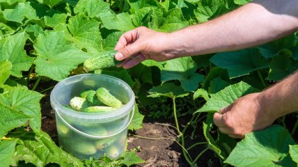 Эффективное удобрение для огурцов на летний сезон