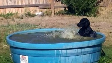 Этот лабрадор так весело плещется в бассейне, что вы должны это увидеть (Видео) 