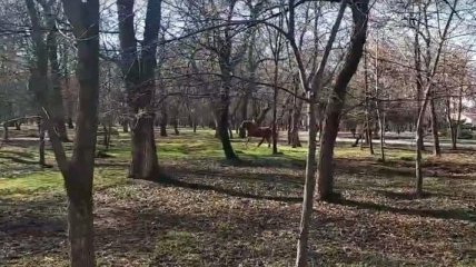 В Одессе из зоопарка сбежал конь: видео