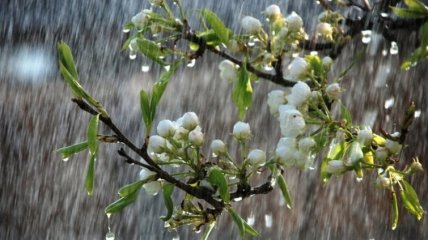 18-24 квітня в Україні очікуються дощі
