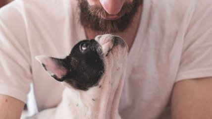 Друг человека: наша любовь к собакам заложена на генетическом уровне