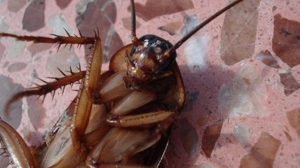Созданного учеными робота-таракана практически невозможно раздавить (Видео)