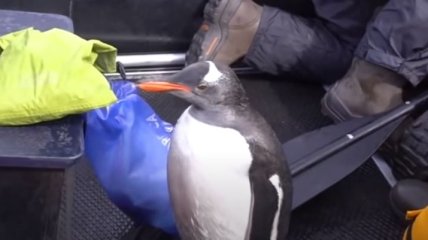 В Антарктиде сняли побег пингвина от группы китов-убийц: драматическая погоня с неожиданным финалом (видео)