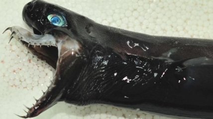 В Тихом океане выловили страшную акулу-гадюку