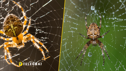 Паук-крестовик