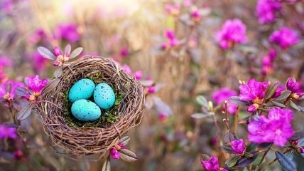 Появились объяснения, касаемо разнообразию окрасок у птичьих яиц