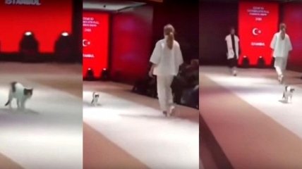 В Турции кошка приняла участие в модном показе (Видео)