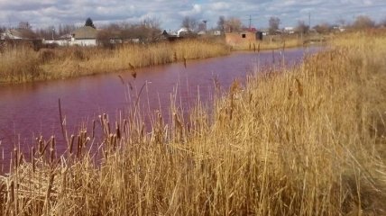В Черниговской области озеро окрасилось в розовый цвет