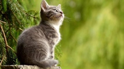 Окружающий мир: интересные факты о кошках