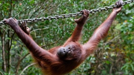 Самка орангутана привлекла самца-киллера для убийства соперницы