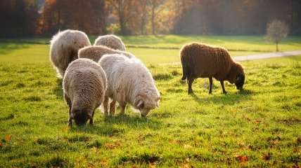 В народе 28 февраля отмечается праздник Онисим Овчарник