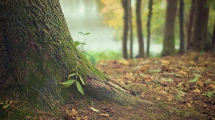 На Львівщині незаконно вирубали 118 дерев на суму 600 тисяч гривень