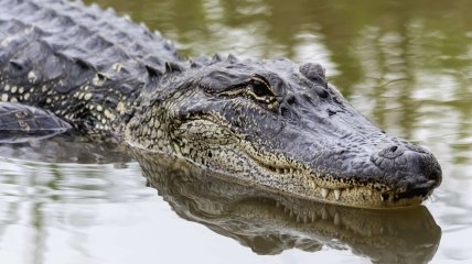 Аллигатор напал на мужчину во время купания в озере
