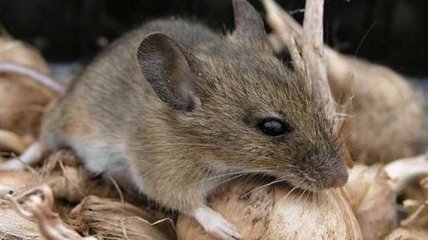 Ученые получили потомство от мышей с помощью 3D-принтера 