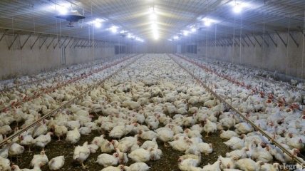 Россия запретила ввоз мяса птицы из нескольких чешских регионов