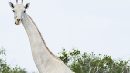 Редкие кадры белых жирафов в Кении (Видео) 
