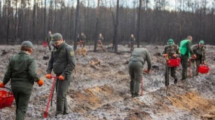 После пожара восстановили более 100 гектаров леса на Житомирщине