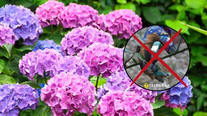 Как правильно обрезать сад весной