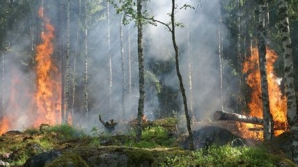 Лесные пожары в Канаде и России вызывают климатическое нагревание Земли