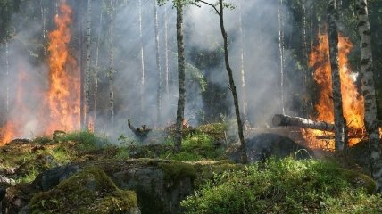 В екосистемах України виникло понад 13 тисяч пожеж з початку року