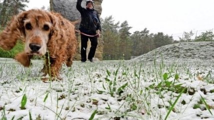 Германию впервые за полвека накрыло снегом посреди мая (фото и видео)