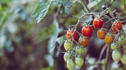 Чем подкормить помидоры в августе - рецепт