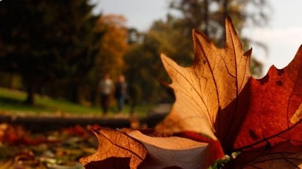 Осенняя температура в Украине установила рекорд