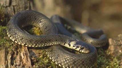 В Днепре дюжина змей атаковала ресторан: что делать, если увидел опасную рептилию (фото, видео)
