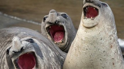 Самые смешные снимки животных на конкурсе Comedy Wildlife Photography Awards 