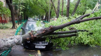 В Москве разрушительный ураган повалил более 1000 деревьев