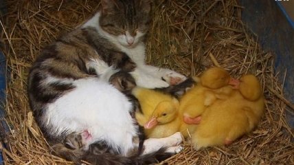Видео дня: кошка стала мамой трем птенцам (Видео)