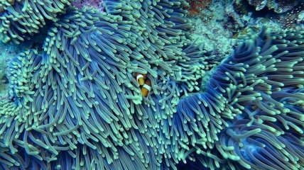 Кораллы способны регенерироваться: доказано исследованием