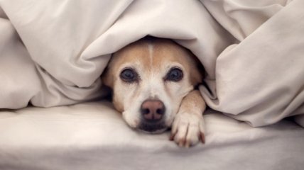 Почему нельзя брать собак в свою кровать?