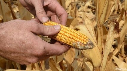 Молдова не будет в этом году экспортировать кукурузу
