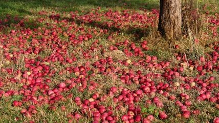Опалі яблука загрожують ділянці