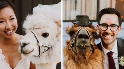 Улыбка до ушей: ламы в качестве ведущих на свадьбе