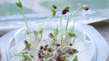 Сахар поможет прорастить качественные семена