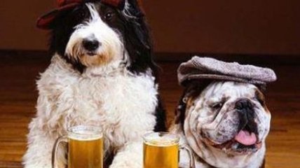 В Соединенных Штатах появилось собачье пиво