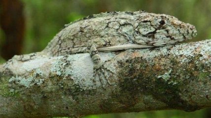 Обнаружен новый вид ящериц в Доминиканской Республике 