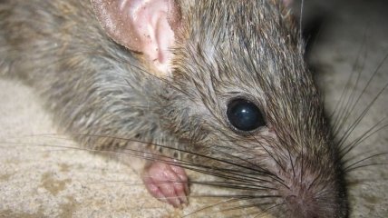 Ученые сделали неожиданное открытие в мозгу крыс