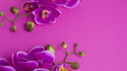 Орхідеї здатні впливати на ваше життя