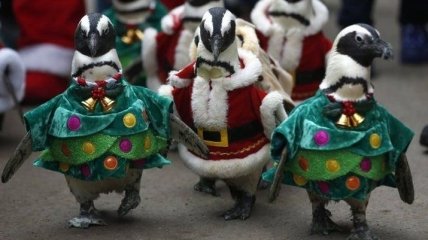 Смешные Рождественские пингвины в Южной Корее