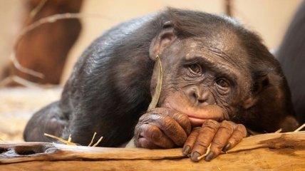 Ученые обнаружили у обезьян удивительную способность