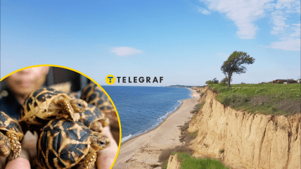 Якого рідкісного плазуна побачили на Одещині