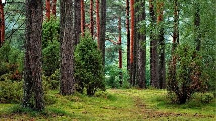 На Київщині заборонили громадянам ходити до лісу: деталі