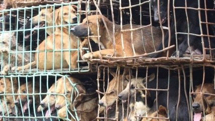 В китайские рестораны продавали краденых собак