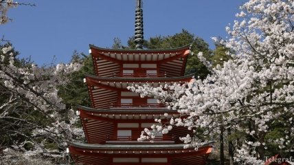 В Японии из-за коронавируса отменили фестиваль сакуры